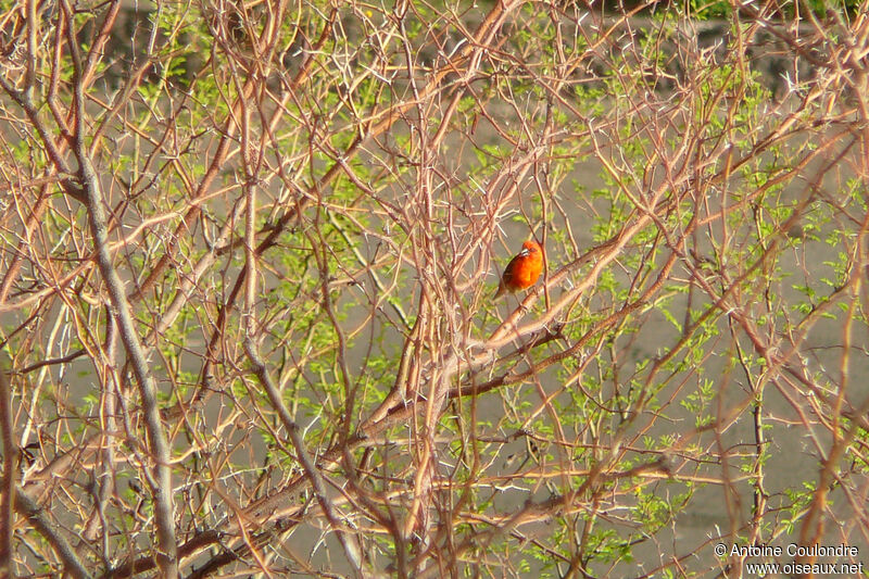 Foudi rouge