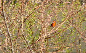 Foudi rouge