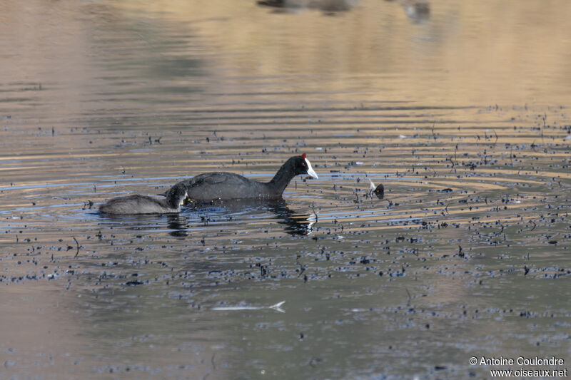 Foulque caronculéeadulte, nage, pêche/chasse