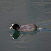 Eurasian Coot