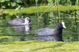 Eurasian Coot