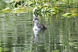 Eurasian Coot