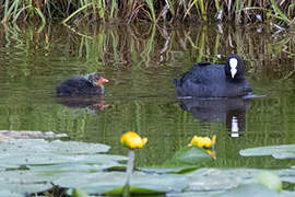 Eurasian Coot