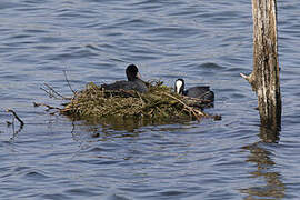 Eurasian Coot