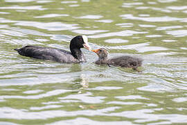 Eurasian Coot