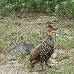 Francolin à cou jaune