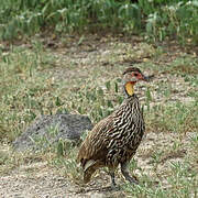 Yellow-necked Spurfowl