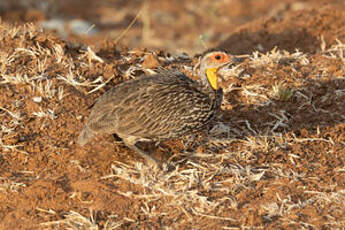 Francolin à cou jaune