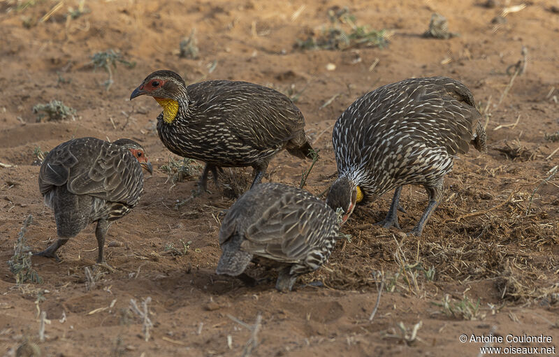 Francolin à cou jauneadulte