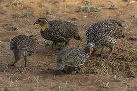 Francolin à cou jaune