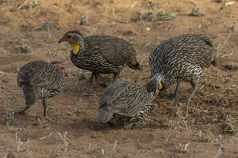 Francolin à cou jaune