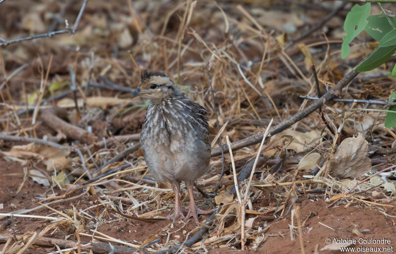 Francolin à cou jaunejuvénile