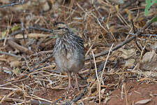 Francolin à cou jaune