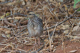 Yellow-necked Spurfowl