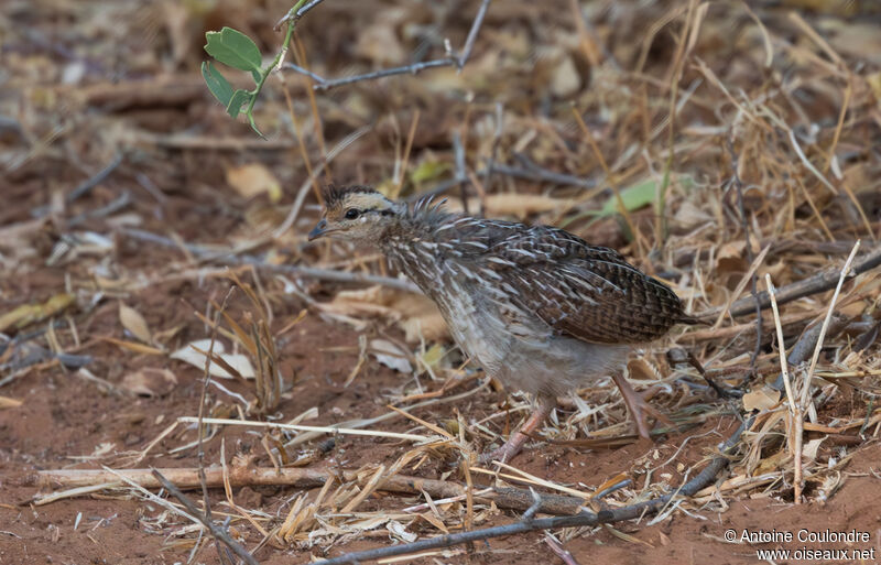 Francolin à cou jaunejuvénile