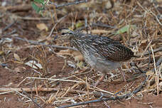 Francolin à cou jaune