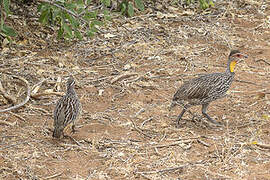 Yellow-necked Spurfowl