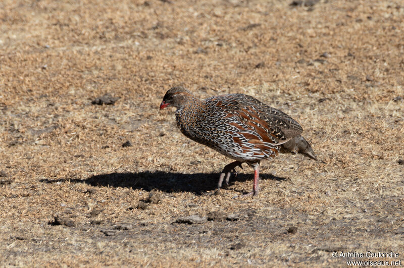 Francolin à cou rouxadulte, pêche/chasse