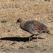 Francolin à cou roux