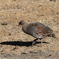 Francolin à cou roux