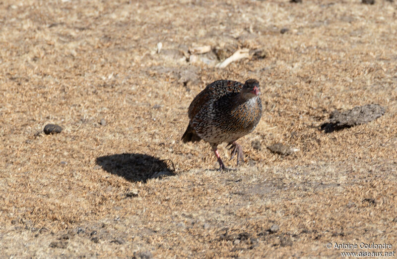 Francolin à cou rouxadulte, pêche/chasse