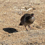 Francolin à cou roux