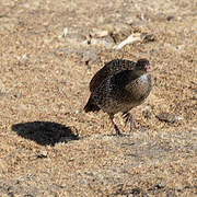 Chestnut-naped Spurfowl