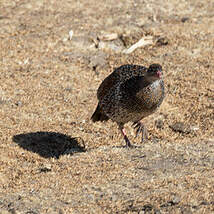 Francolin à cou roux