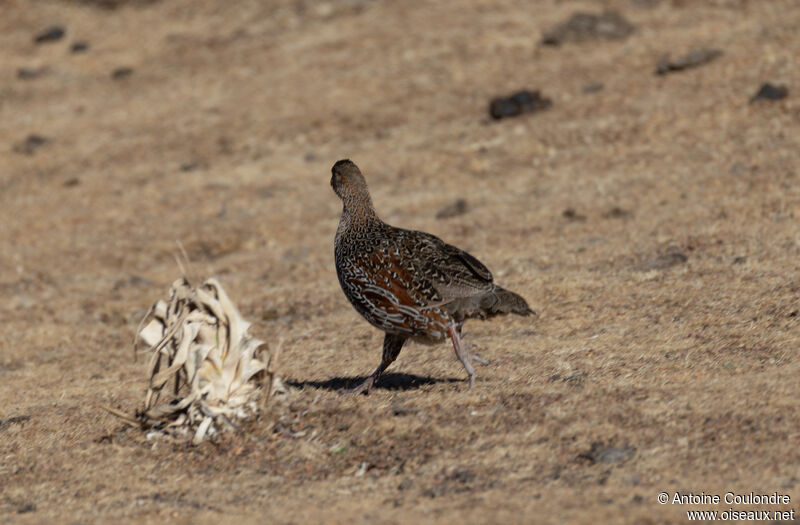 Francolin à cou rouxadulte, marche