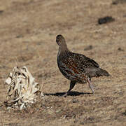 Chestnut-naped Spurfowl