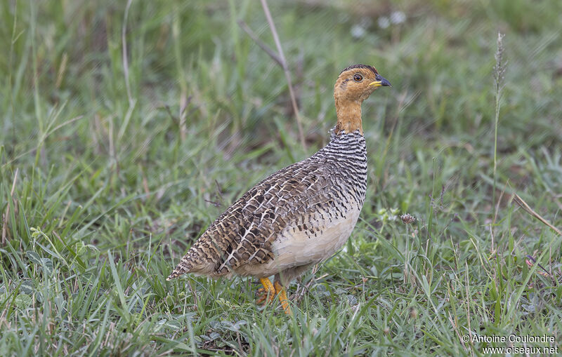 Coqui Francolin male adult