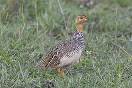 Coqui Francolin