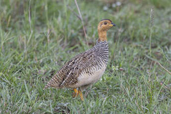 Francolin coqui