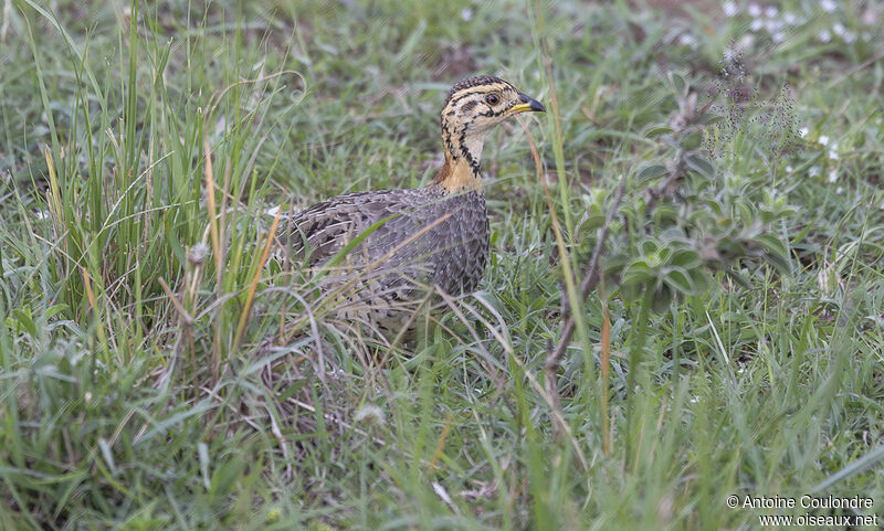 Coqui Francolin female adult