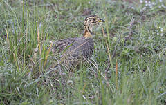 Francolin coqui