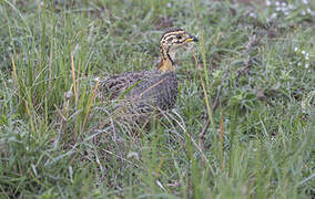 Coqui Francolin