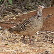 Francolin huppé