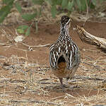 Francolin huppé