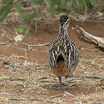 Francolin huppé