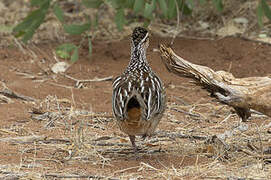 Francolin huppé