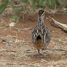 Francolin huppé