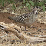 Francolin huppé