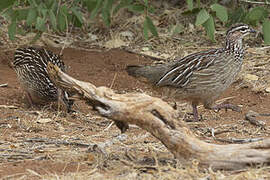 Francolin huppé