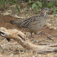 Francolin huppé