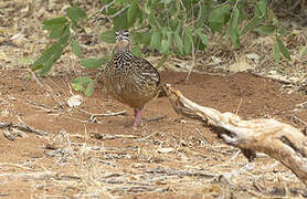 Francolin huppé