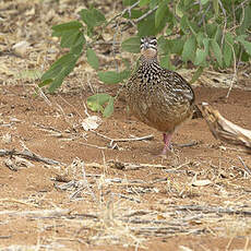 Francolin huppé