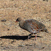 Francolin montagnard