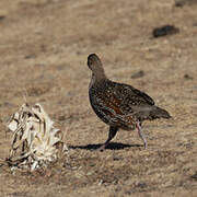 Francolin montagnard