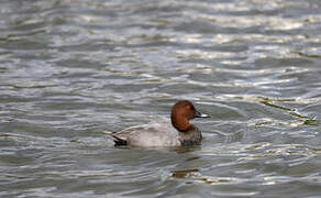 Common Pochard