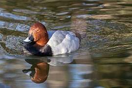 Common Pochard